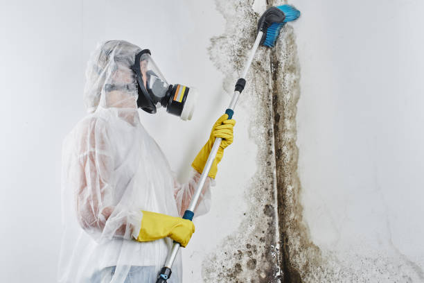 Best Mold Damage Repair  in Six Shooter Canyon, AZ