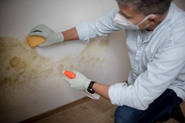 Best Professional Mold Removal  in Six Shooter Canyon, AZ