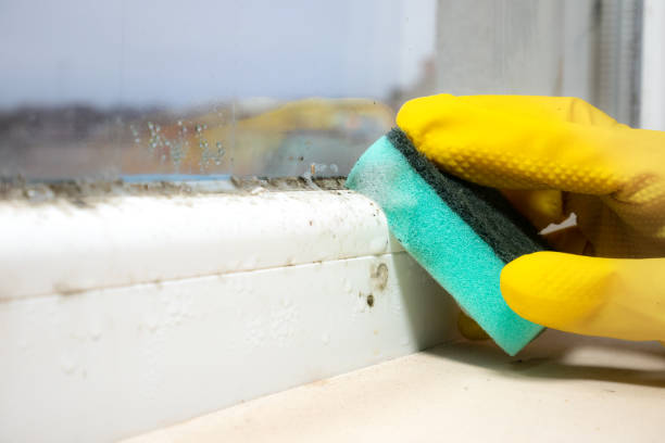 Best Mold Cleaning Services  in Six Shooter Canyon, AZ