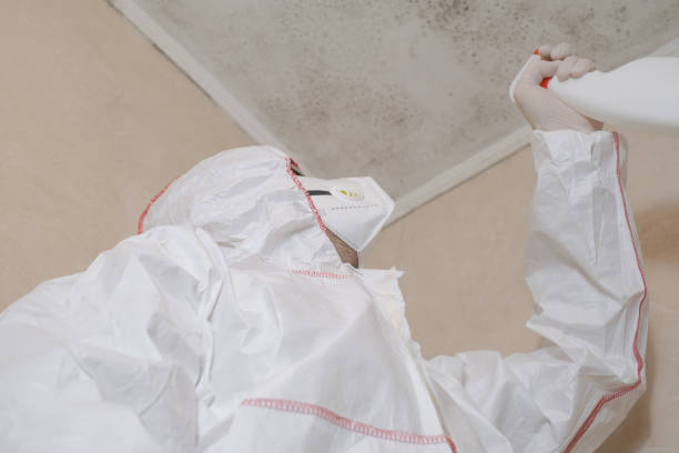 Best Home Mold Removal  in Six Shooter Canyon, AZ