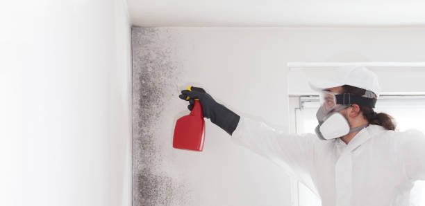 Best Black Mold Removal  in Six Shooter Canyon, AZ